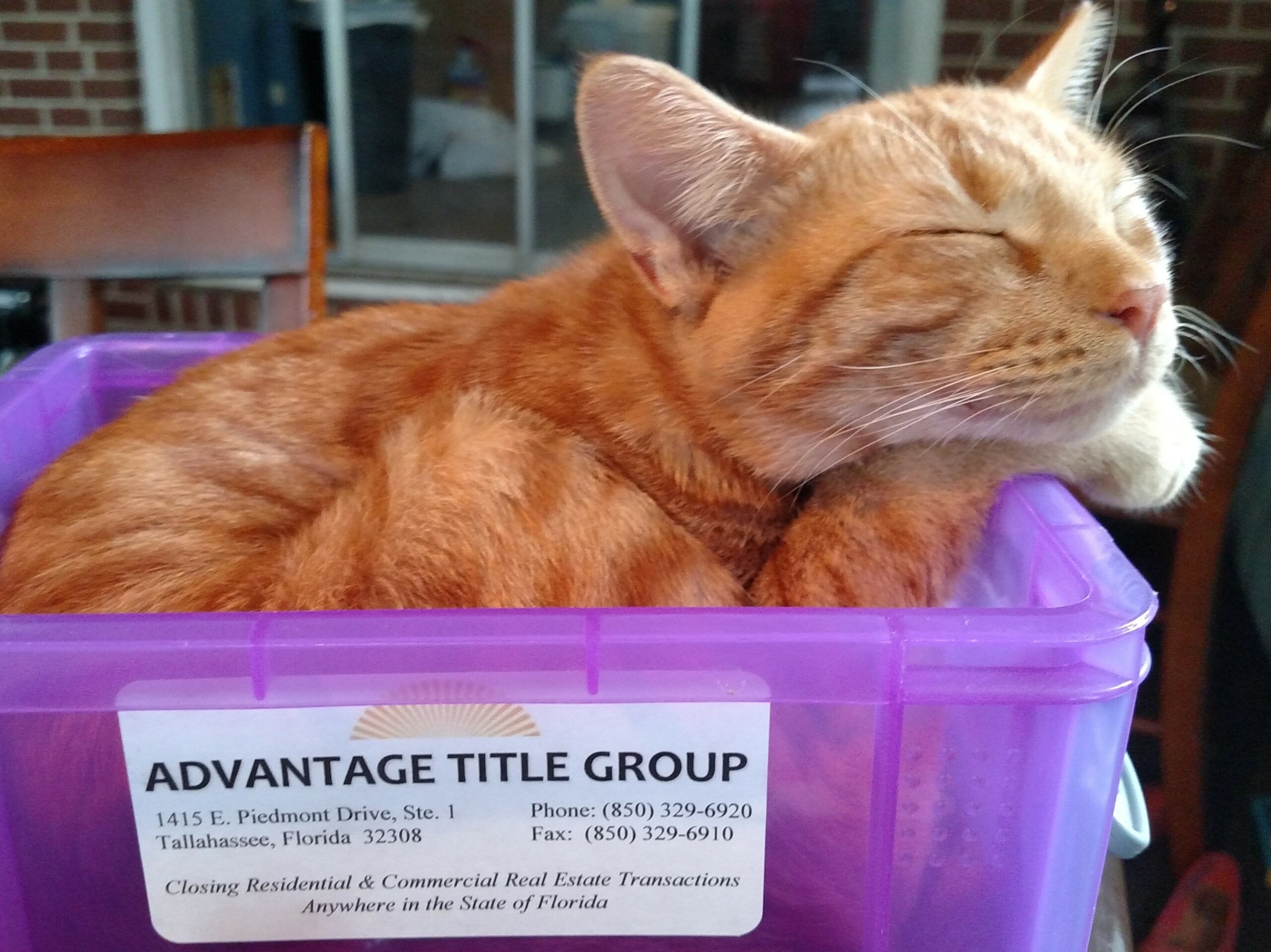 Photo of an orange tabby sitting in a box with branding on it from a Tallahassee title group. Title agents will order the lien search for the house.