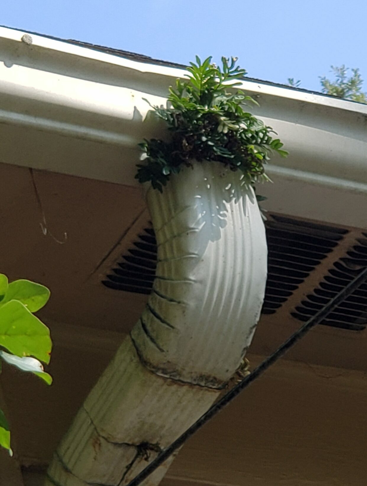 Image contains a pictures of a gutter attached to a down spout. The downspout has greenery growing out of it. It has not been cleaned for a long time.