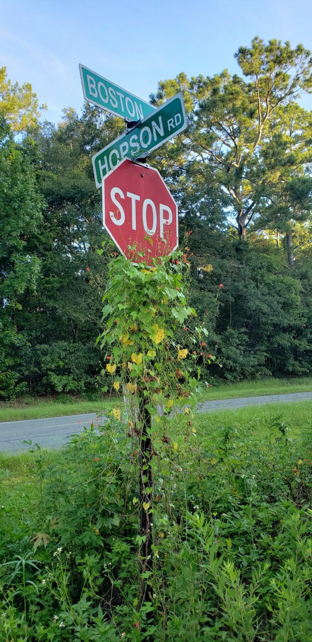 Photo is decorative. The image shows a stop sign covered in vines.