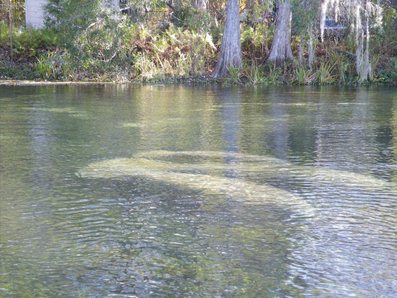 This photo is decorative and has nothing to do with sellers negotiations. It shows the clear wakulla river and several manatees hanging out in the water.
