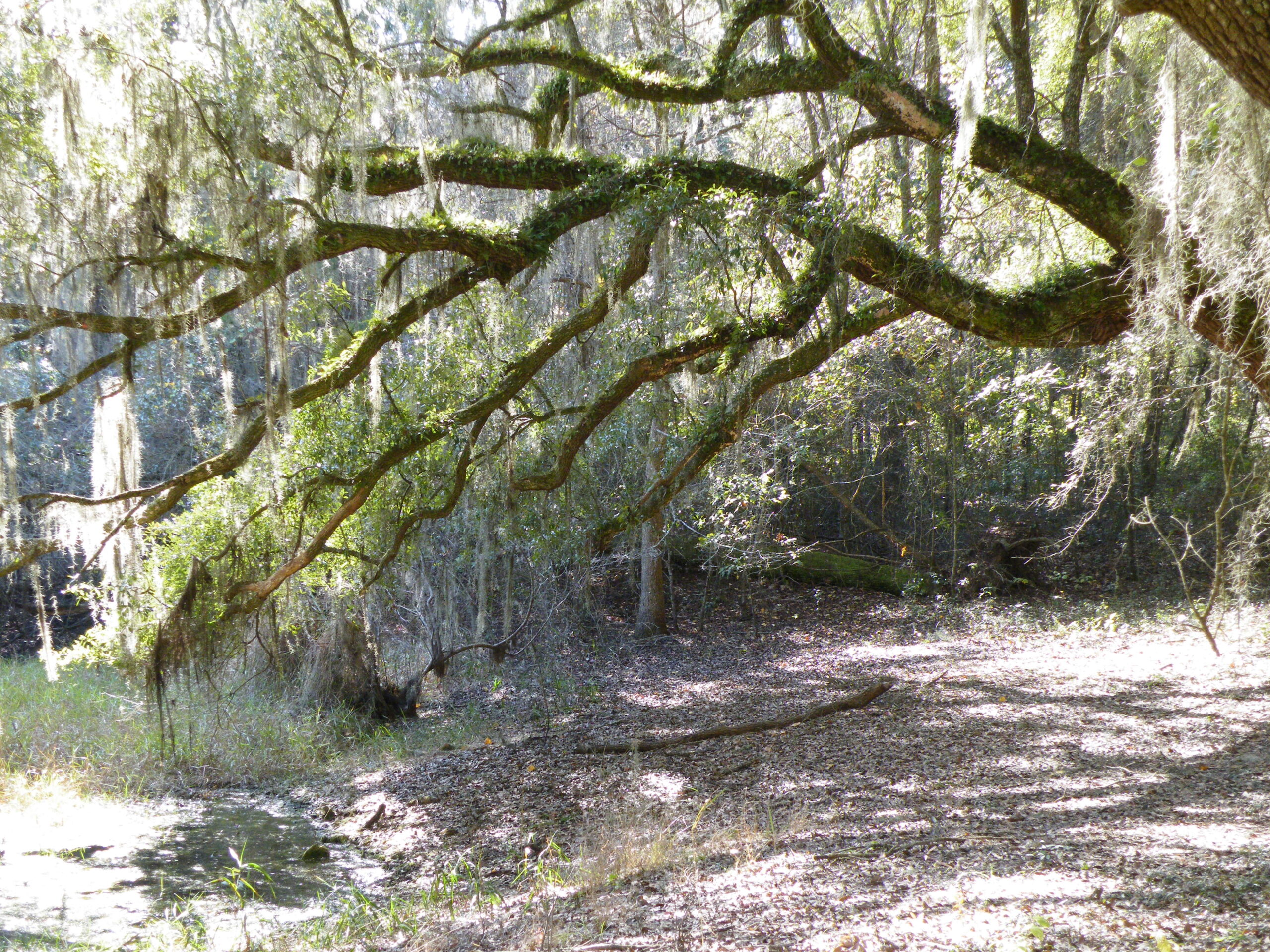 Photo is decorative and taken by a Tallahassee Realtor. Photo shows a dirt trail under a sprawling oak