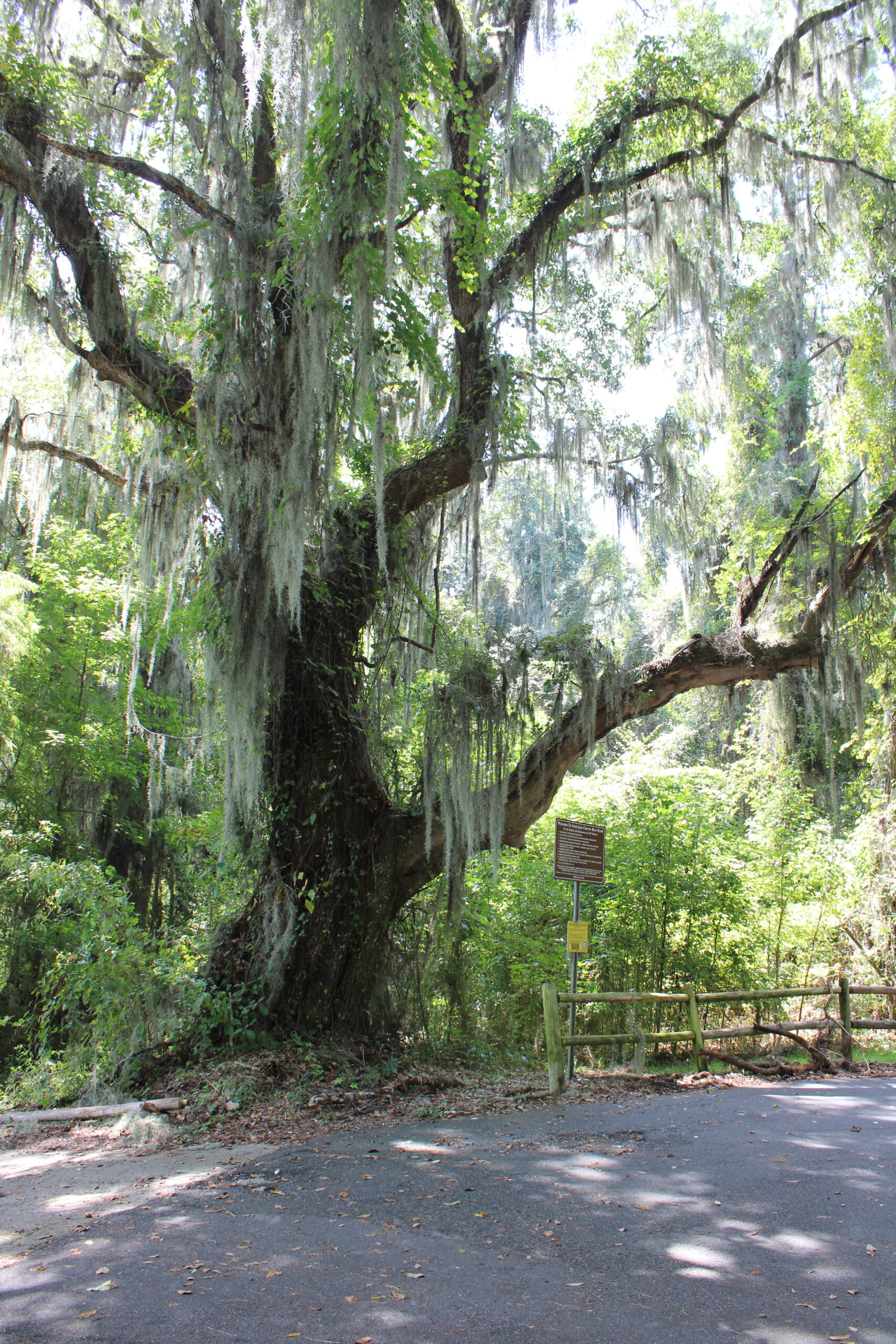 Photo is decorative and taken by a Tallahassee Realtor. Photo shows a road and wooden fence under a sprawling oak