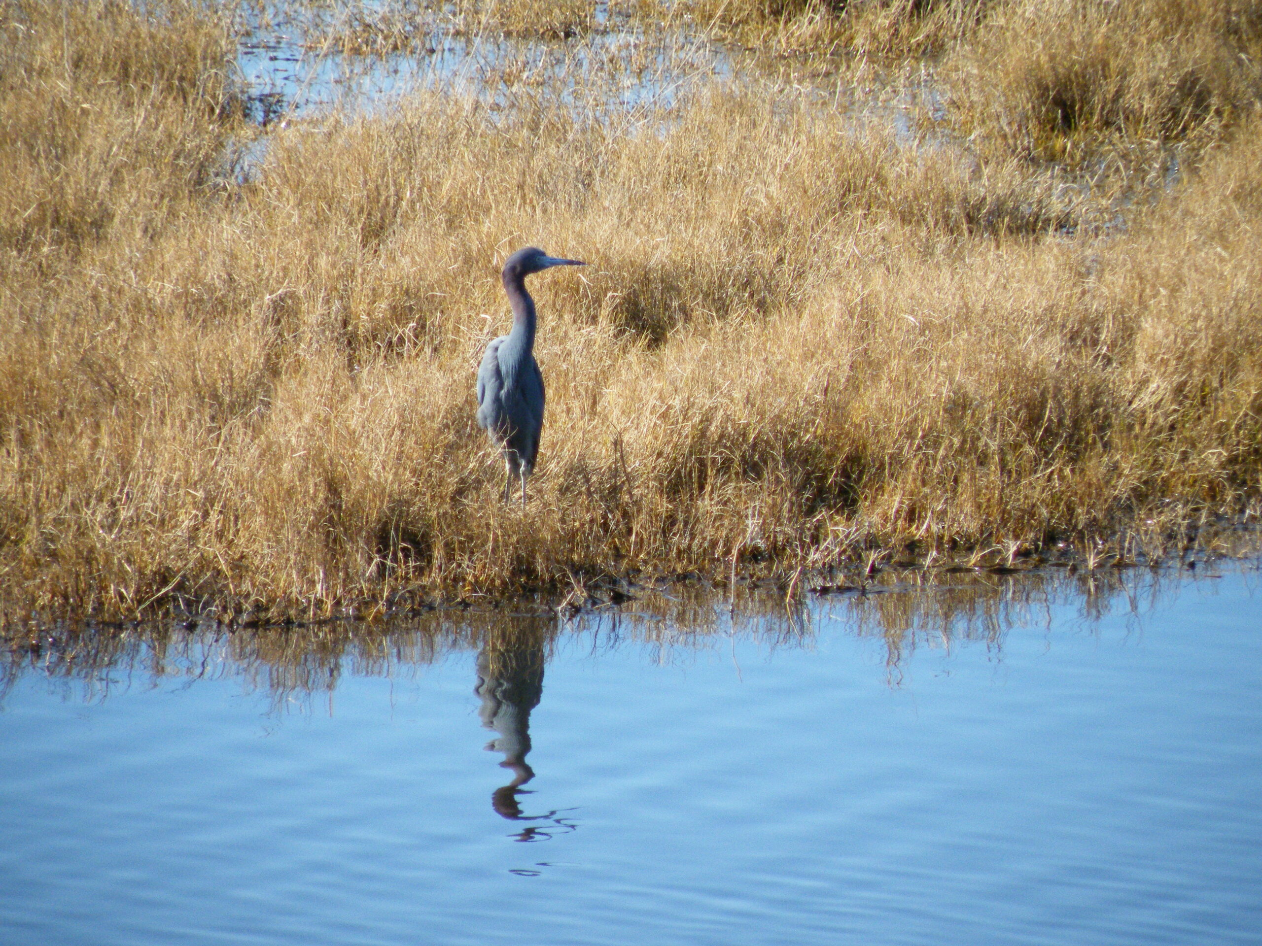 Decorative photo taken by Tallahassee Realtor. Shows a little blue heron standing in yellow grass next to the St Marks river.
