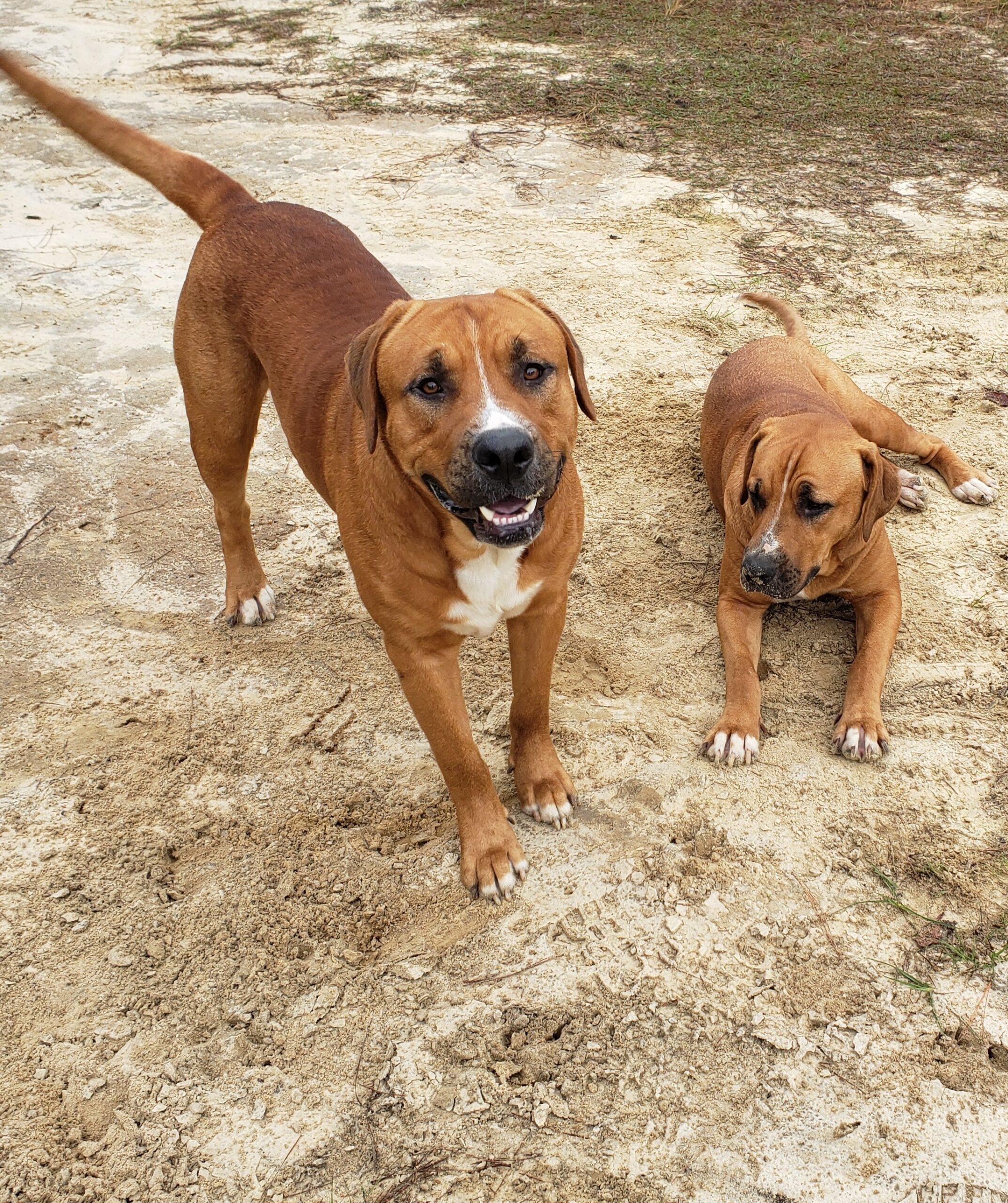 Image is decorative and shows this Tallahassee real estate agents two mastiffs. They are rolling in the dirt and turning their red fur grey. Jerks